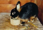 Im Kaninchenstall